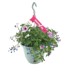 Hanging basket mixpot